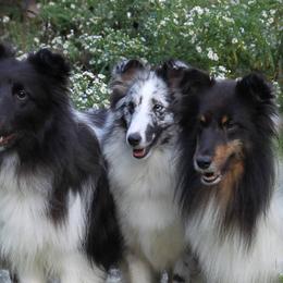 Shetland Sheepdogs from Moonglow
