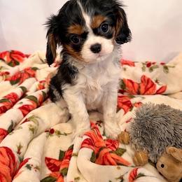 Joy - Tri-color female Cavalier King Charles Spaniel puppy in Atoka, Oklahoma from Rohus Puppies
