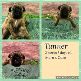 Tanner - Red male Shih Tzu puppy in Beatrice, Nebraska from I Shih Tzu Not Puppies