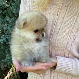 Archie (toy size) - Orange sable male Pomeranian puppy in Citrus Heights, California from Yev and Marina's Pomeranians (AKC)
