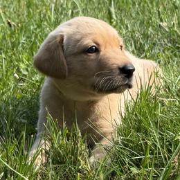 Palermo's Crown - Yellow male Labrador Retriever puppy in Richmond, Maine from King K9 Academy