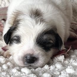 Celeste - White and badger female Great Pyrenees puppy in Tioga, Pennsylvania from Davis Pyrs of the Northern Tier