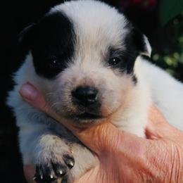 Ace - Blue male Australian Cattle Dog puppy in Redding, California from Macushla Kennel