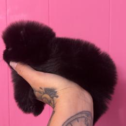 Mishka - Black female Pomeranian puppy in Childersburg, Alabama from A Sample Of Gods Love Kennels