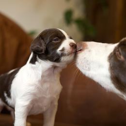 Brittany Puppies from Aviary Kennels