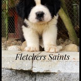 Saint Bernard Puppies from Fletchers Saints