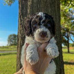Pearl - Brown and white female Bernedoodle puppy in Inola, Oklahoma from Blue Stem Companions
