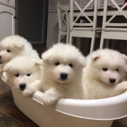 Samoyed Puppies from Icecrown Samoyeds
