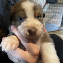 Australian Shepherd Puppies from Quiet Cove Kennels
