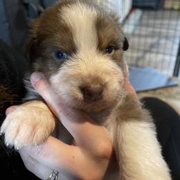 Australian Shepherd Puppies from Quiet Cove Kennels