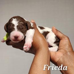Frieda - Parti female Poodle puppy in Dover, Delaware from Dogtastic Poodles