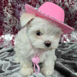 Dolly P - White and tan female Maltese puppy in Neosho, Missouri from Cooley's Cuddle Pups
