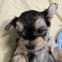 Abby - Black & tan tri-color female Morkie puppy in Thompson, Iowa from Weiss's Puppies