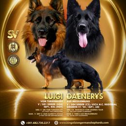 Black male - Black and red male German Shepherd puppy in Alvarado, Texas from King Of Zion German Shepherds