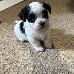 Havanese All Grown Up from Mt. Breeze