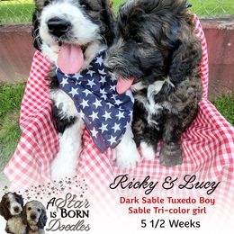 Bernedoodle Puppies from A Star is Born Doodles