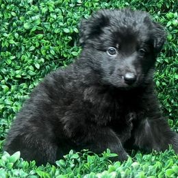 Shiloh Shepherd Puppies from Orchard Hills Shilohs