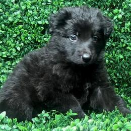 Shiloh Shepherd Puppies from Orchard Hills Shilohs