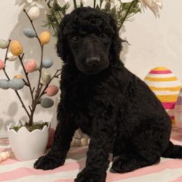 Max - Black male Poodle puppy in Roseville, California from Aura & Luxe Poodles