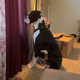Boxer Puppies from Jarrells AKC Boxers of NC