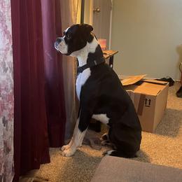 Boxer Puppies from Jarrells AKC Boxers of NC