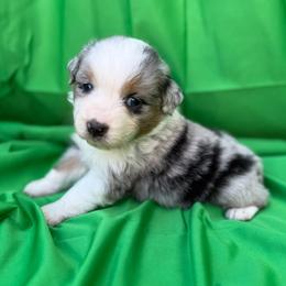 Boy 1 - male Miniature American Shepherd puppy in Plant City, Florida from Osborne & Stormborn FL Kennels