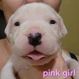 Girl 5 - pink girl - White female Dogo Argentino puppy in Blythe, California from Dogos del Gran Reino