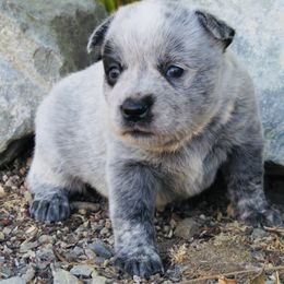 Nadia - Blue female Australian Cattle Dog puppy in Redding, California from Lone Pine Kennel