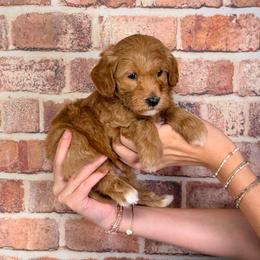 Jackie - Red  male Goldendoodle puppy in Calhoun, Georgia from Happy Top Doodles