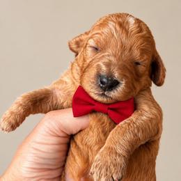 Frito - Red  male Goldendoodle puppy in Coats, North Carolina from TH.EM Doodles