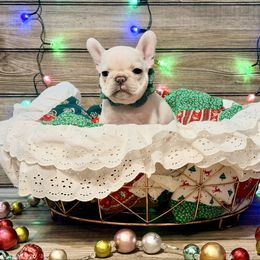 Annie - Cream female French Bulldog puppy in Shields, Michigan from Mid-Michigan Frenchies