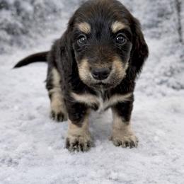 Obsidian - Black and cream male Dachshund puppy in Alexander, North Dakota from Wild Rose Ridge Doxies