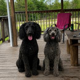 Whoodle puppies from Wonderland’s Boujie Kennels