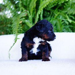 Trio - Tri-color female Bernedoodle puppy in Washington from Doodle Love