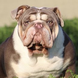 Bulldogs and French Bulldogs from MMG Bulldogs