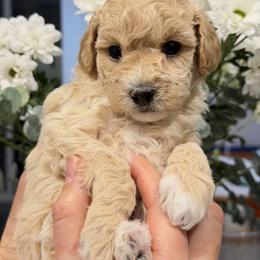 Lapoo - Apricot female Maltipoo puppy in Littleton, Colorado from Marina's Maltipoos