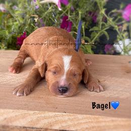 Bagel - Apricot male Goldendoodle puppy in Lancaster, Minnesota from North Star Dog Training