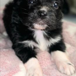 Girl 3 - Black and white female Companion Cross puppy in Davenport, Washington from Lovely Ladies and Little Asses Miniature Equines (L3A Pomeranians & Papillons)