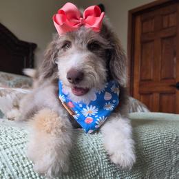Fern - Brown and white female Aussiedoodle puppy in Buffalo, Illinois from Pear Tree Pups