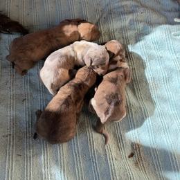 Doc Hudson - Brindle male Dachshund puppy in Pearce, Arizona from Katy West Weenies