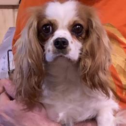 Phoenix - Cavalier King Charles Spaniel