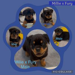 Blue collar male - Black and mahogany male Rottweiler puppy in Birmingham, Alabama from K&B Rotts