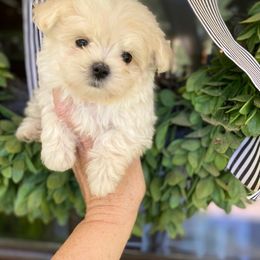 Maltipoo Puppies from Teddys Teddy Bears