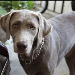 Dilute Retrievers and Labrador Retrievers from Longleaf Labradors