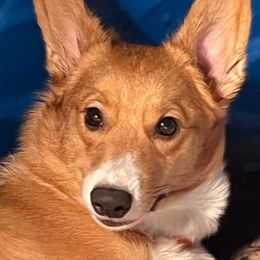 Ymir - Pembroke Welsh Corgi