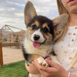 Bluey - Black and tan Pembroke Welsh Corgi puppy in Apple Valley, California from MRS California Corgi