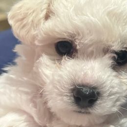 Bichon Frises from Peg's Bichons