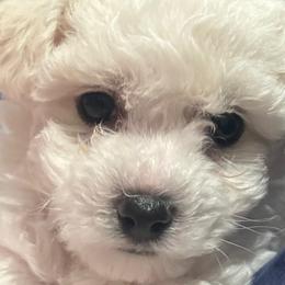 Bichon Frises from Peg's Bichons