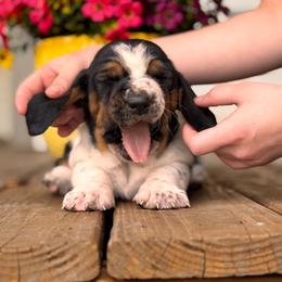 Rose - Black white and brown female Basset Hound puppy in Murrayville, Georgia from Maple Farm Bassets
