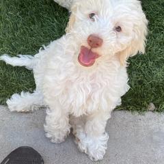 Australian Cobberdog Puppies from Mud Pies Australian Cobberdogs